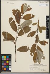 Foto von Salix sitchensis Sanson ex Bong.